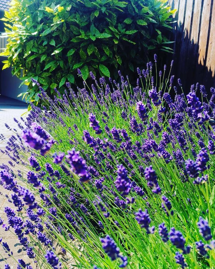 Ferienwohnung Lavanda ルスト エクステリア 写真